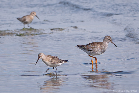 Krombekstrandloper met tureluur