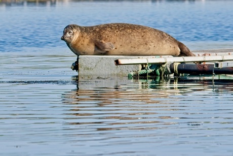 Gewone zeehond