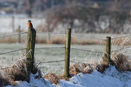 Ijsvogel in de winterzon