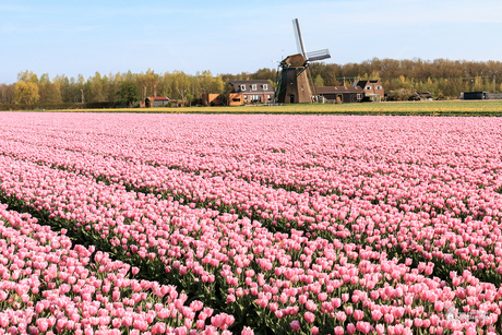 Bloembolenvelden