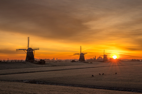 Windmills in Winter