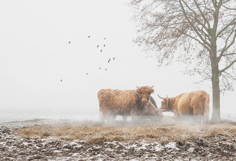 Schotse Hooglanders in de mist