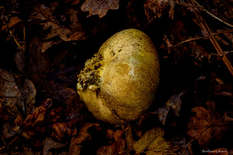 Gele aardappelbovist