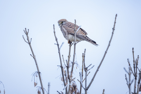 Torenvalk in de winter