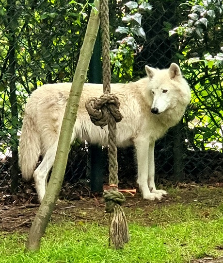 Pool wolf