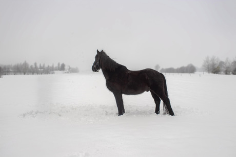 Sneeuw in contrast met zwart