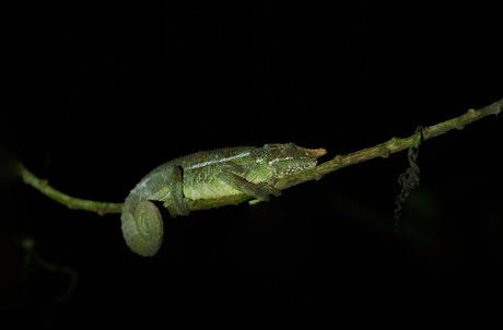 Big nose chameleon