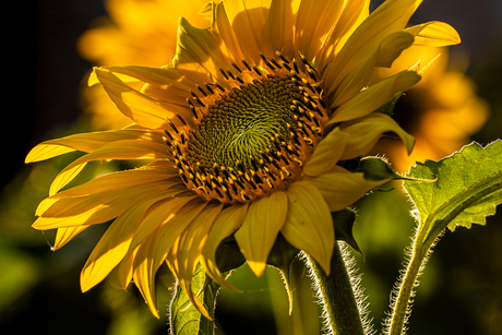 Zonnebloemen in de avondzon.