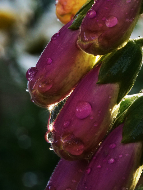 Uit eigen tuin