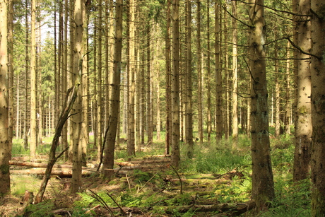 De bomen spelen met het licht