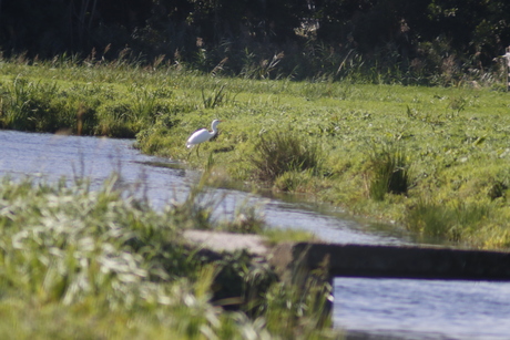 witte reiger