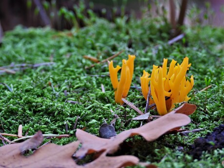 Heerlijke Herfst