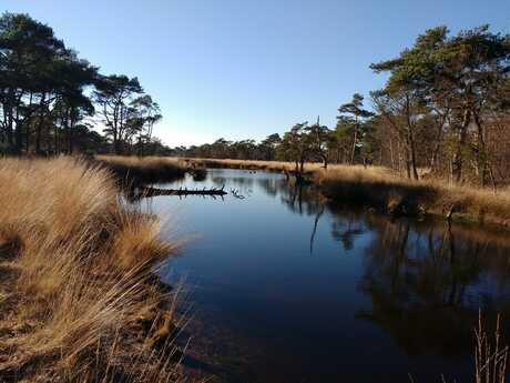 Oude Buissche Heide