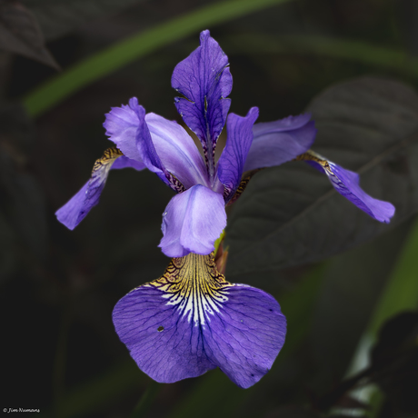 Uit de tuin van De Abdij Val Dieu