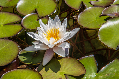 Witte Waterlelie