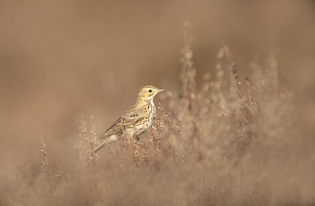 volgens...obsedentify..