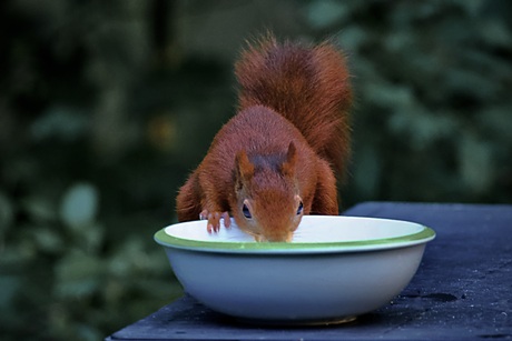 Dorst