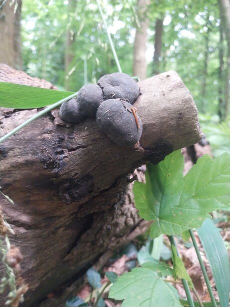 Zwarte trilzwam. 
