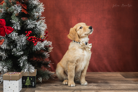 Een fotoshoot voor honden helemaal in kerstsfeer