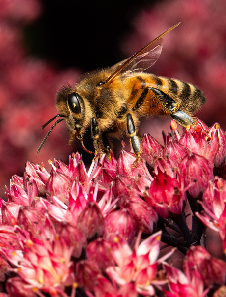Nectar snoepende honingbij