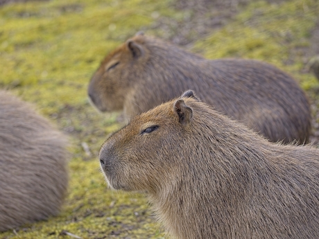 Capibara's