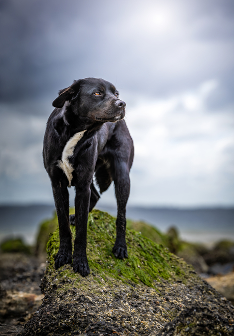 Topmodel
