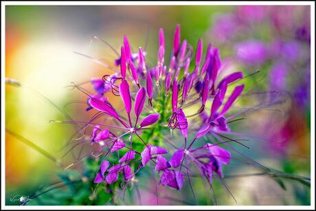 Cleome, Cat's whiskers pink