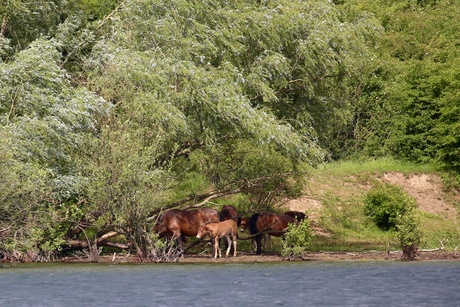 Paarden
