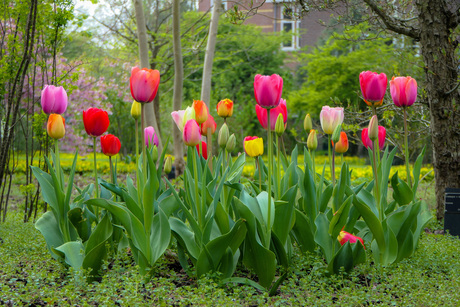 Lente