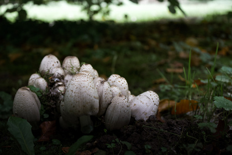 Herfst in aantocht