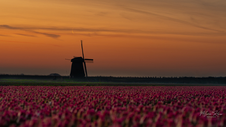 Maan sikkel 🌙 boven molen 