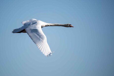 Zwaan in de vlucht