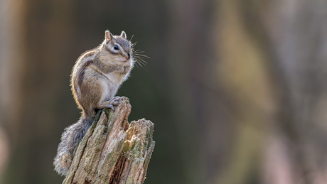 Siberische grond eekhoorn