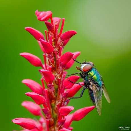Groene vleesvlieg (Lucilia spec.).