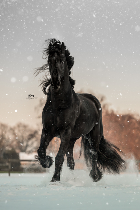 Nogmaals Keessie in de sneeuw