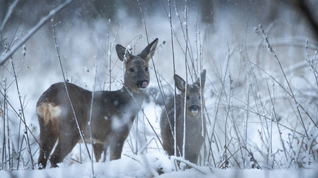Reeën in de sneeuw