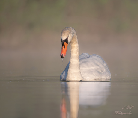 Swan in the spotlight