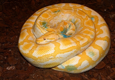Python