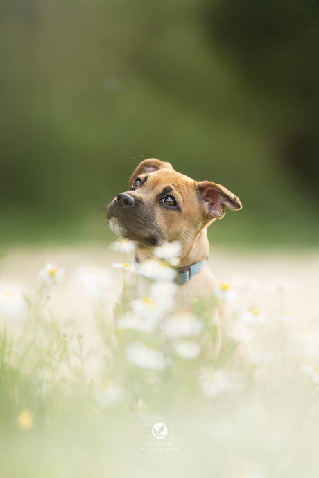 Flower Puppy