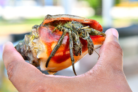 Flat-clawed hermit crab