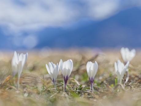 De eerste krokussen in de bergen