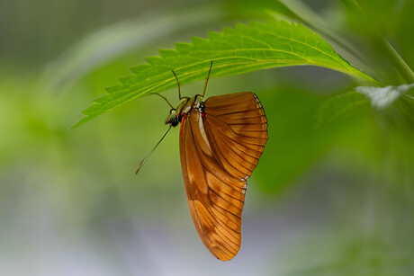 Vlindertuin Hortus Botanicus Amsterdam
