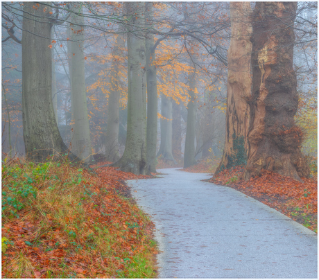 Ochtend nevel in het bos.