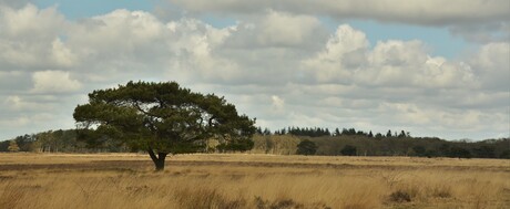 Vliegden op de grote stille ( heide ) het is eigenlijk op de grote grasvlakte