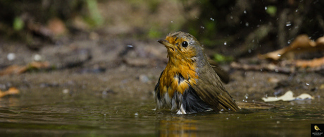Roodborstje in bad 2025-07-20