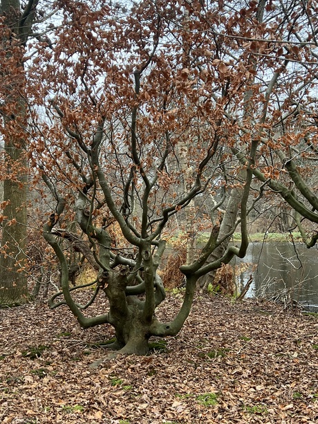 De natuur in December 