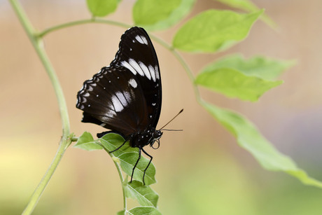 Hypolimnas bolina