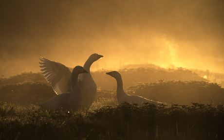 Goedemorgen, vrienden!