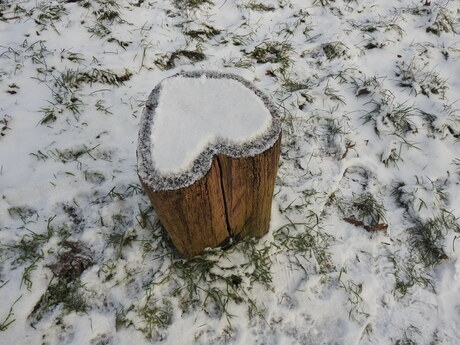 Zeldzame sneeuw hart, Nijmegen 2026