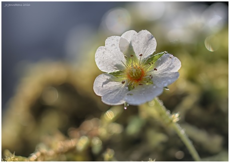Potentilla alba